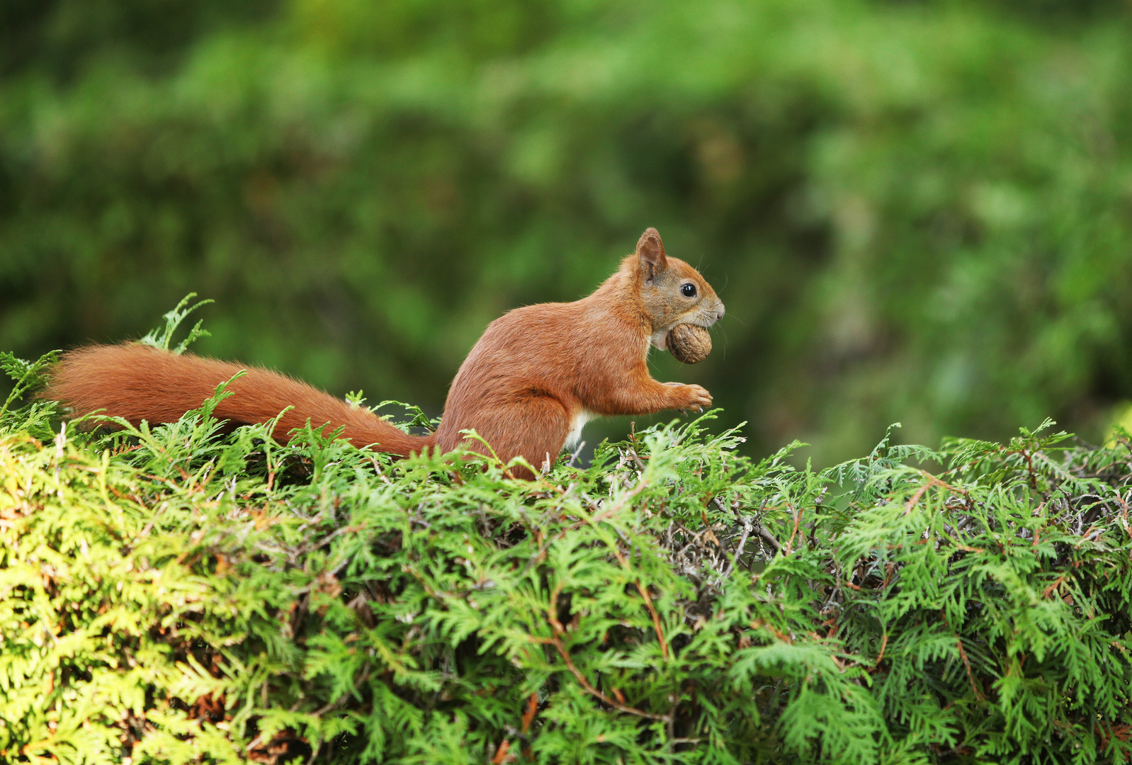 Squirrel - Eichhörnchen