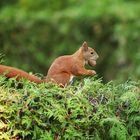 Squirrel - Eichhörnchen