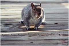 Squirrel / Eichhörnchen