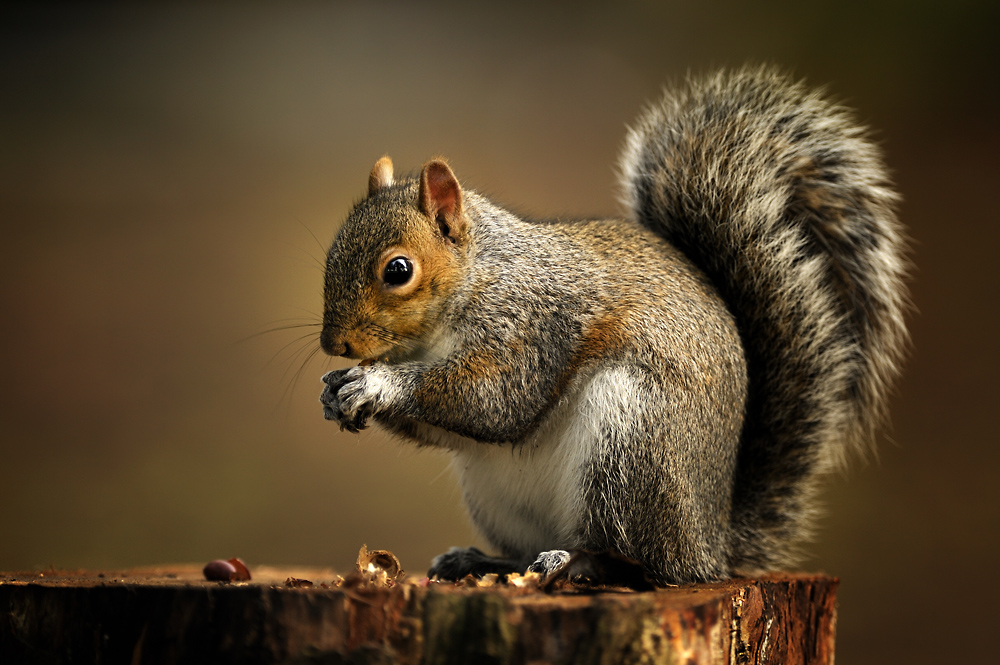 Squirrel - EIN HÖRNCHEN MIT STERNCHEN !