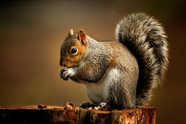 Squirrel - EIN HÖRNCHEN MIT STERNCHEN !