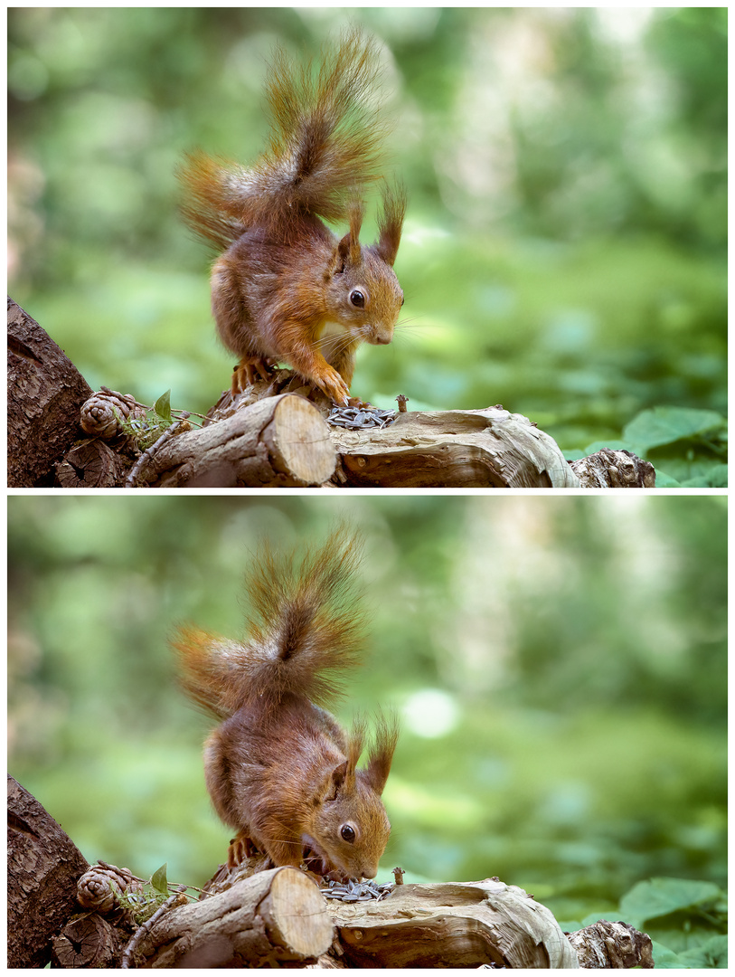 Squirrel enjoying sunflower seeds