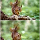 Squirrel enjoying sunflower seeds