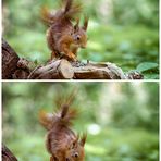 Squirrel enjoying sunflower seeds