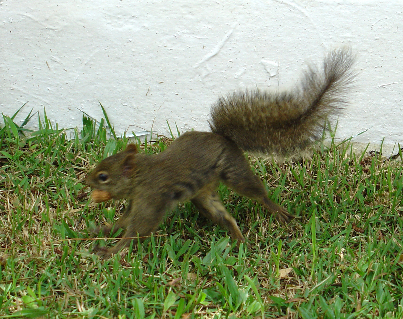 Squirrel escape