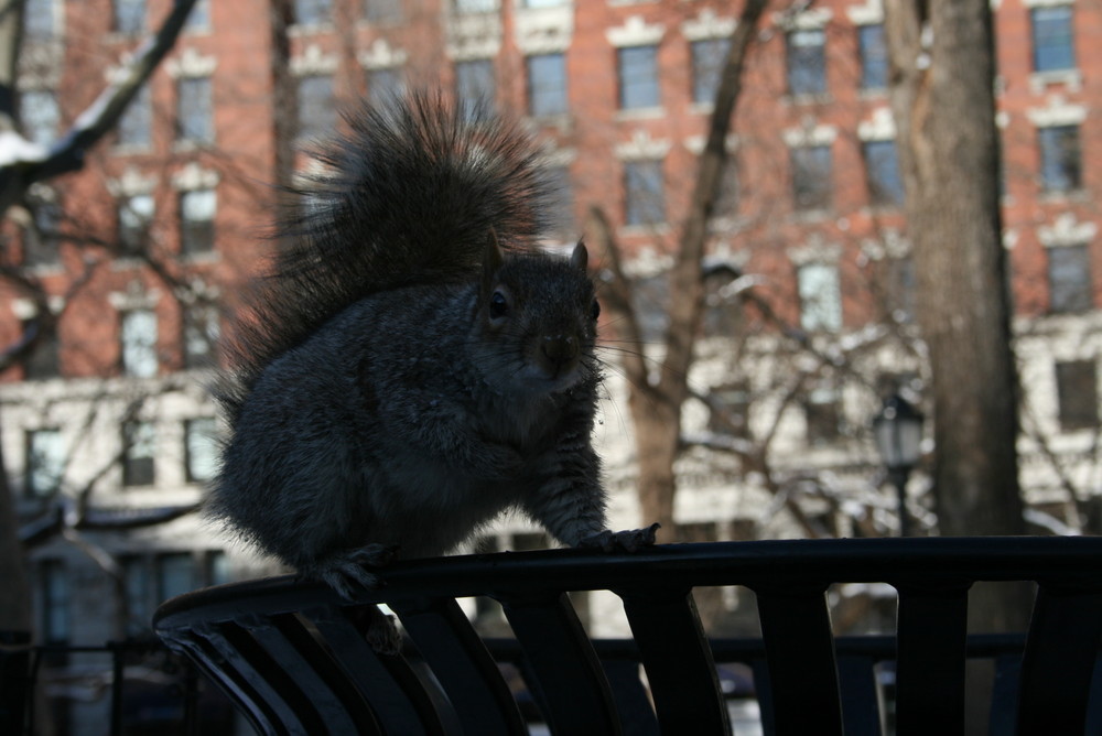 Squirrel