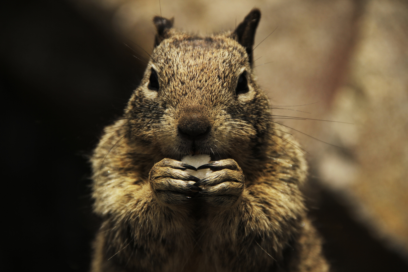 Squirrel Feast