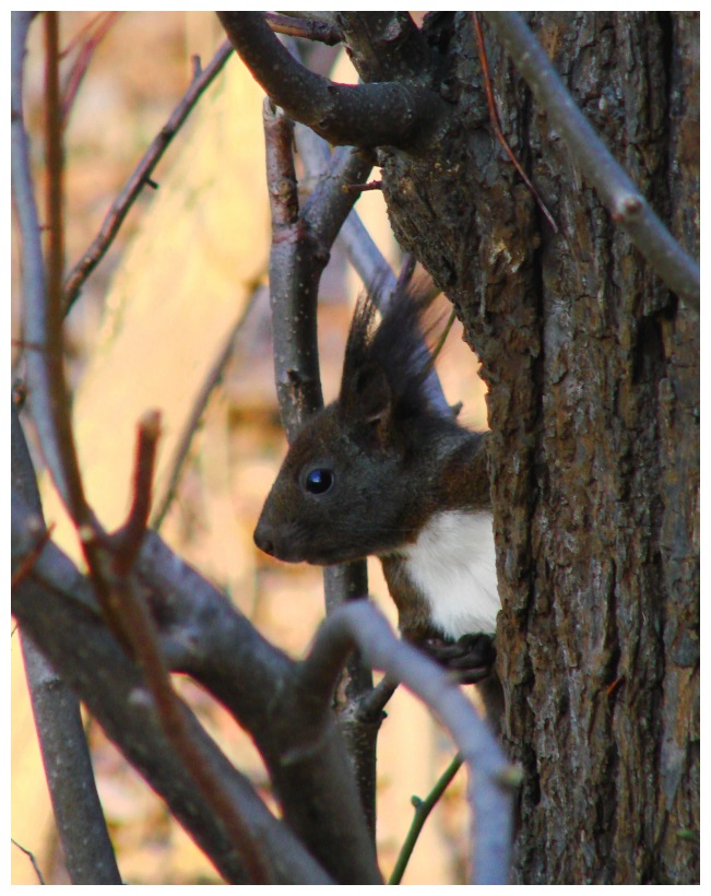 squirrel _ find me!