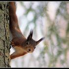 squirrel friend