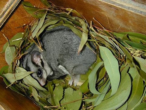 Squirrel Glider