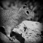 Squirrel -Grand Canion