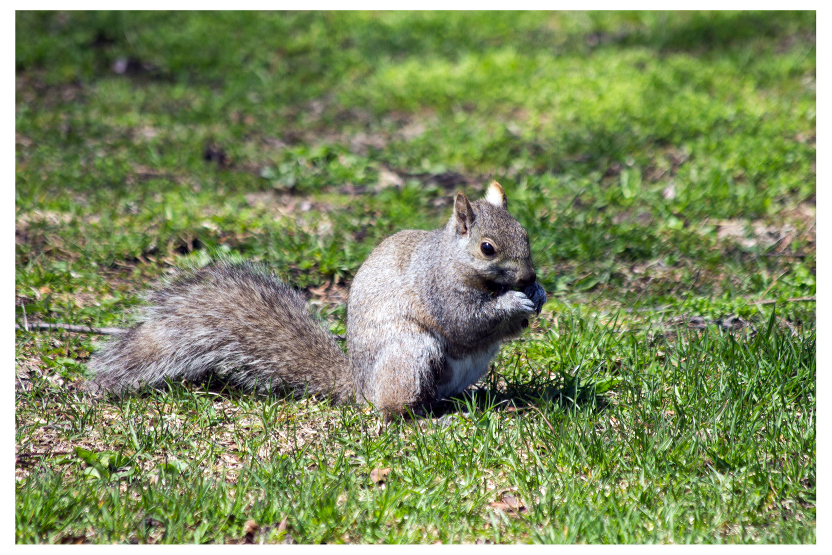 Squirrel (Grauhörnchen / amerikanisches Eichhörnchen)