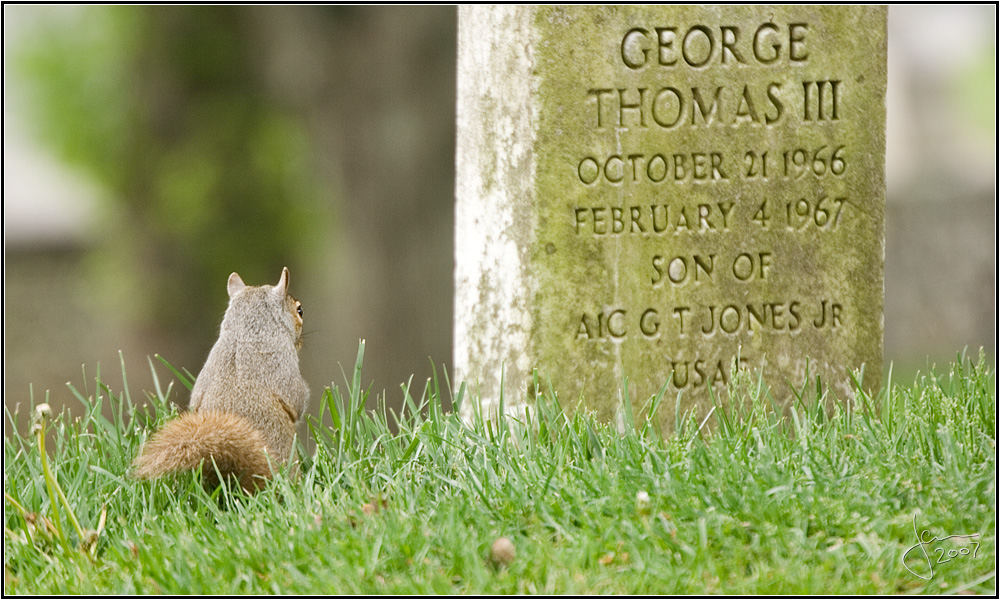 Squirrel holding condolence