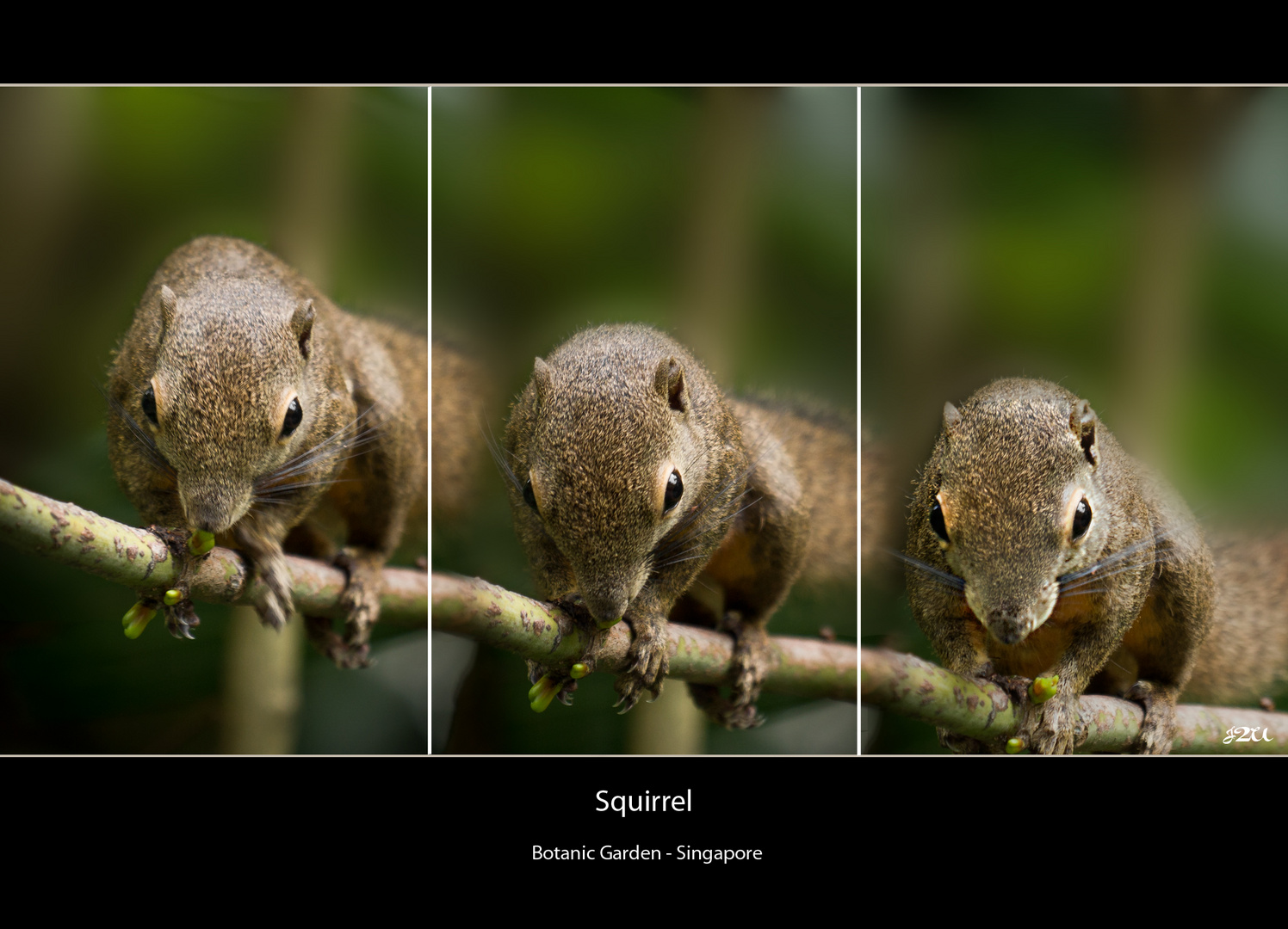 Squirrel I - Botanic Garden Singapore