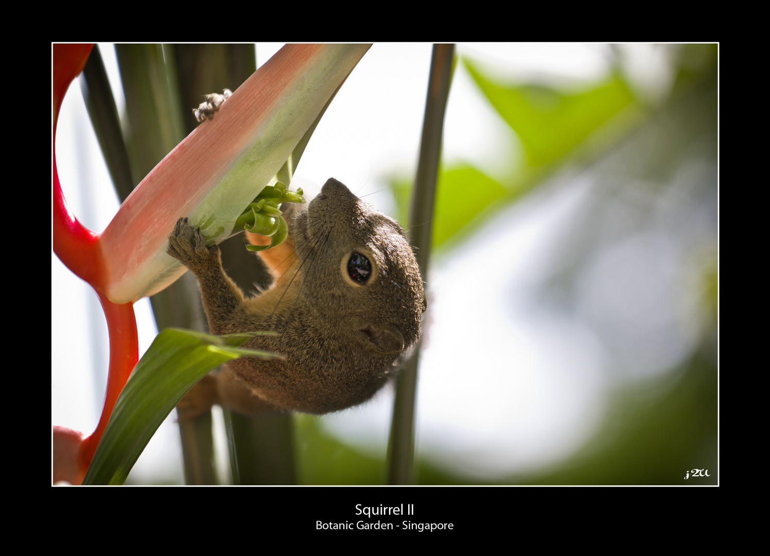 Squirrel II - Botanic Garden Singapore