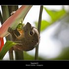 Squirrel II - Botanic Garden Singapore