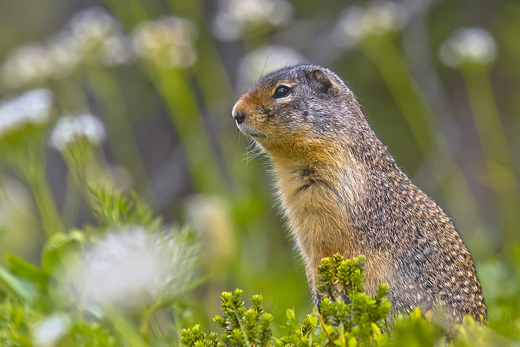 Squirrel im Blumenmeer