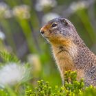 Squirrel im Blumenmeer