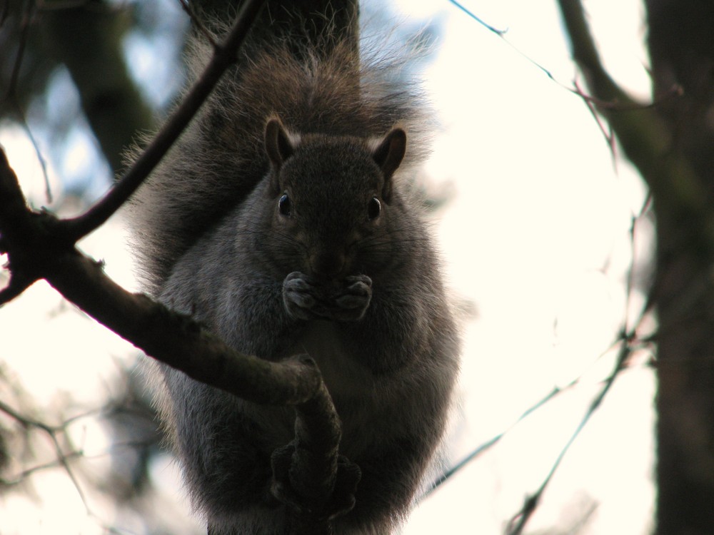 Squirrel im Centralpark Vancouver, BC, Canada