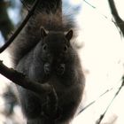 Squirrel im Centralpark Vancouver, BC, Canada