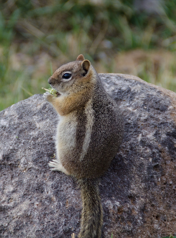 Squirrel im Dixi National Forest, Utah