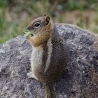 Squirrel im Dixi National Forest, Utah