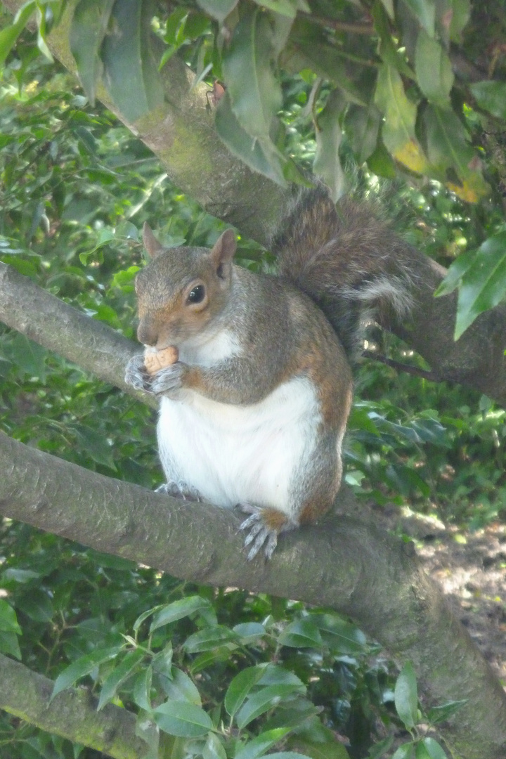 Squirrel im Hyde Park