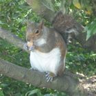 Squirrel im Hyde Park