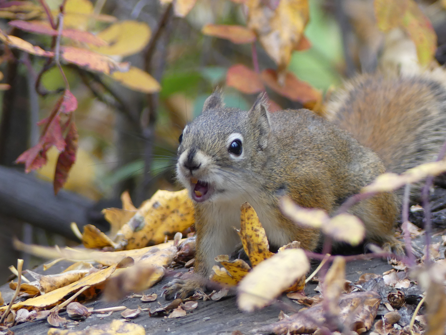 Squirrel im kandischen Wald