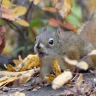 Squirrel im kandischen Wald