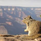 Squirrel im Urlaub