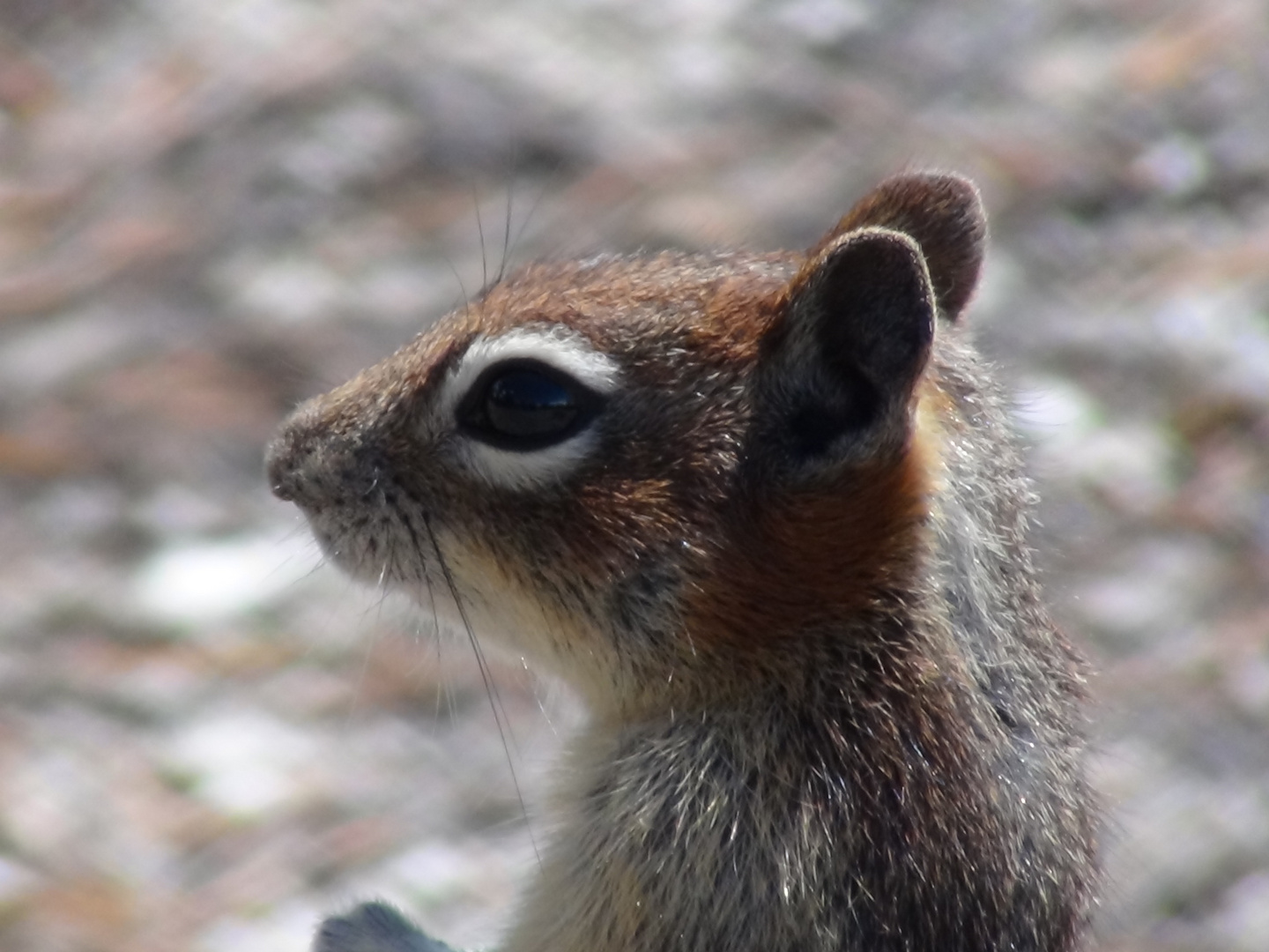 Squirrel im Yellowstone Nationalpark