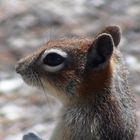 Squirrel im Yellowstone Nationalpark