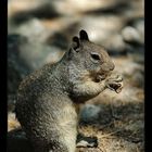 Squirrel im Yosemite Valley