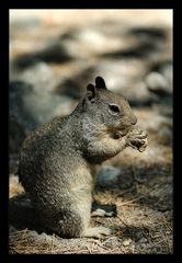 Squirrel im Yosemite Valley