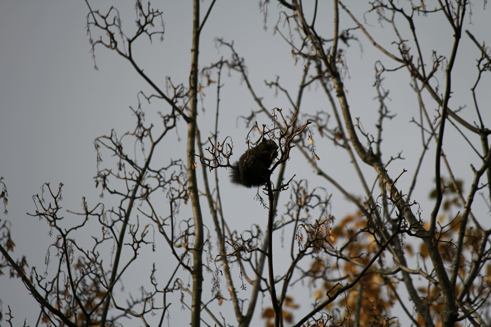 Squirrel in a tree