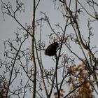 Squirrel in a tree