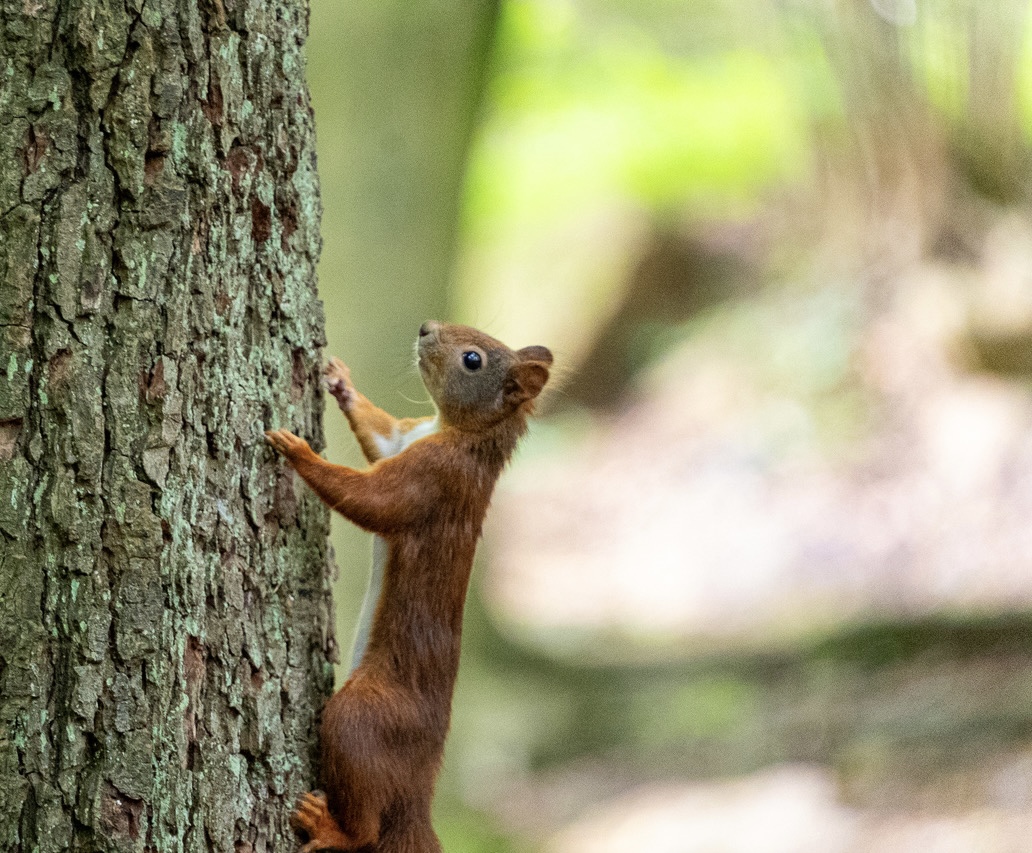 Squirrel in Action 