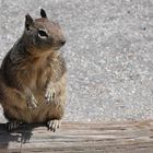 Squirrel in California