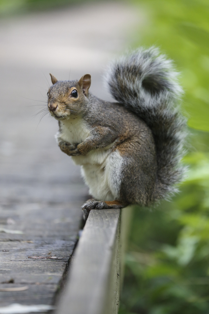 squirrel in Canada