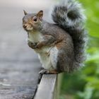 squirrel in Canada