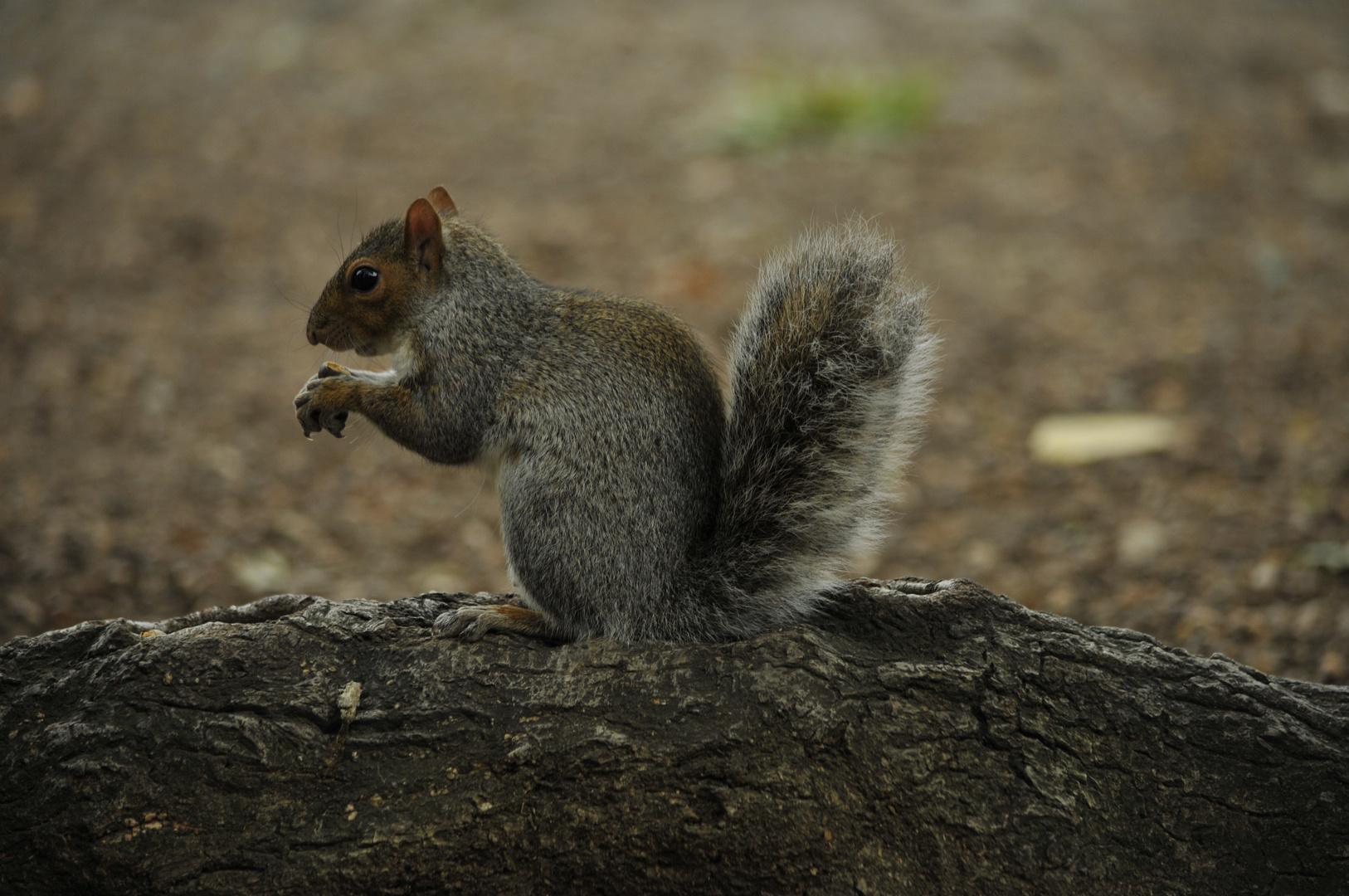 Squirrel in Central Park