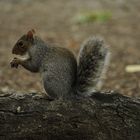 Squirrel in Central Park