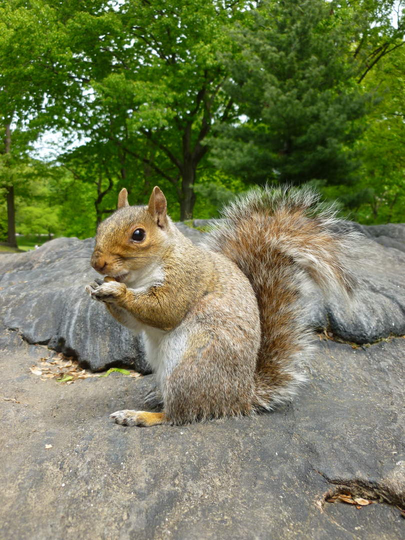 Squirrel in Central Park NYC