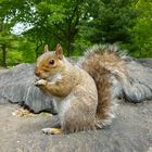 Squirrel in Central Park NYC