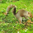 Squirrel in City Park