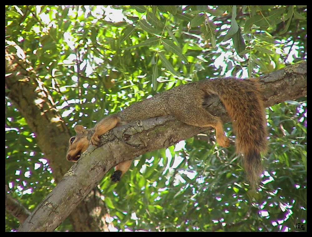 Squirrel in einem Garten in Californien