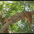 Squirrel in einem Garten in Californien