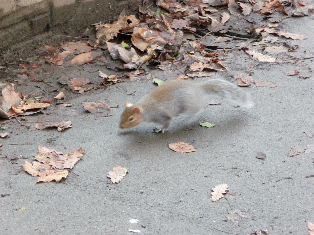 Squirrel in flight