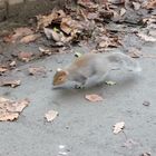 Squirrel in flight